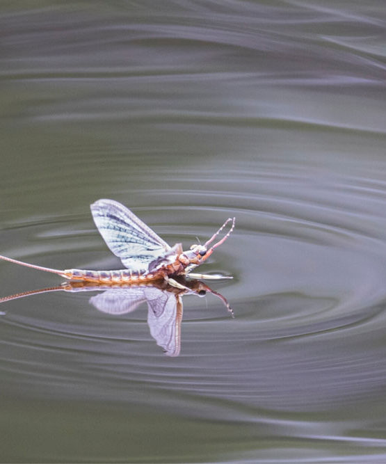 25 Best Colorado Dry Flies | Fly fishing Fix