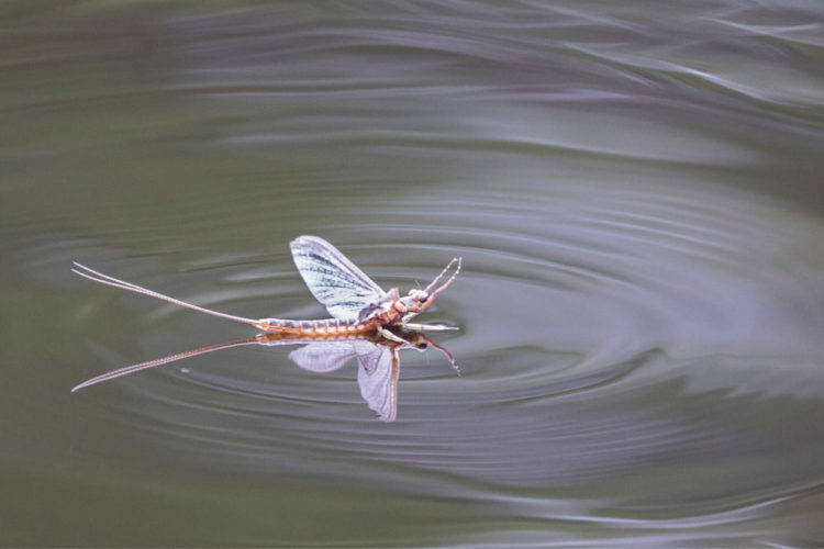 25 Best Colorado Dry Flies | Fly fishing Fix