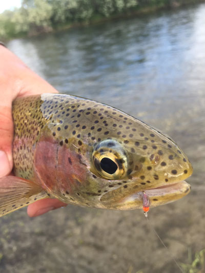 Nymphing on the Bighorn River | Montana | Fly Fishing Fix
