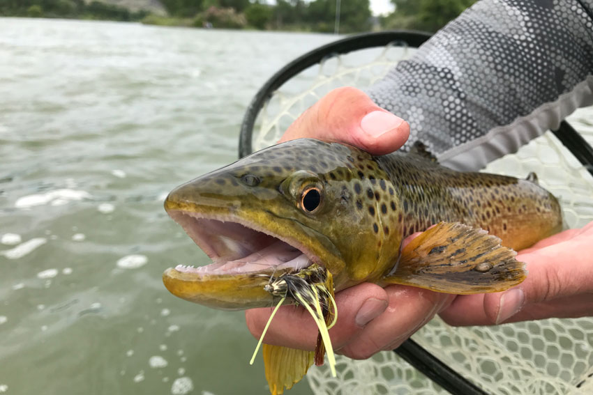 Streamer Fishing | Bighorn River Montana | Fly Fishing Fix