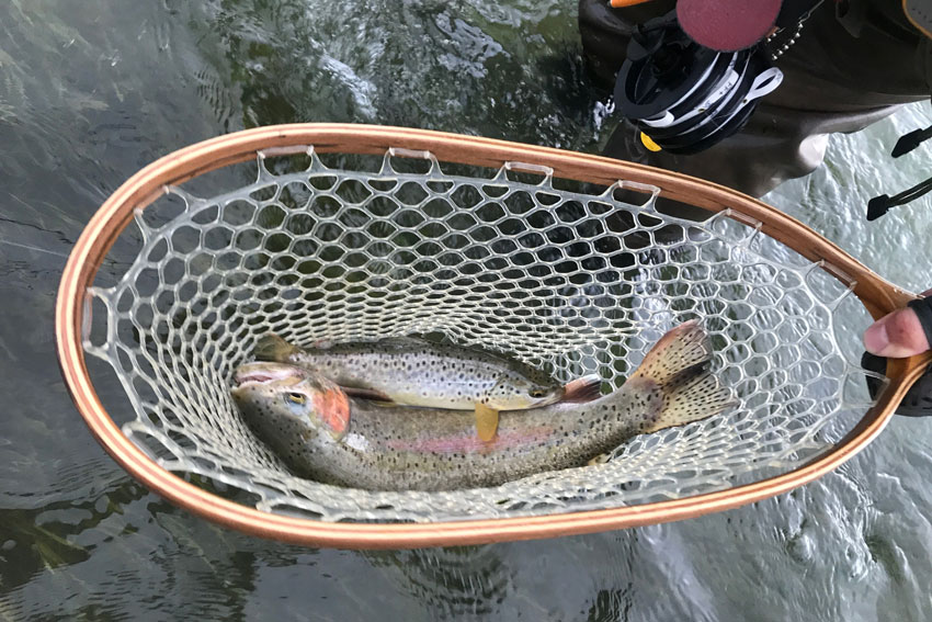 Two fish caught at once on the Bighorn River | Fly Fishing Fix