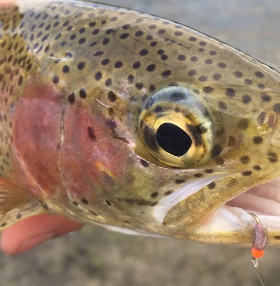 How To Set The Hook When Fly Fishing | Fly Fishing Fix