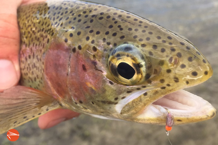 How to Tie & Fish a Heads-Up (Eye-to-Eye) Fly Fishing Rig