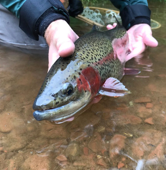 What Do Trout Eat? The Ultimate Guide For Anglers | Fly Fishing Fix