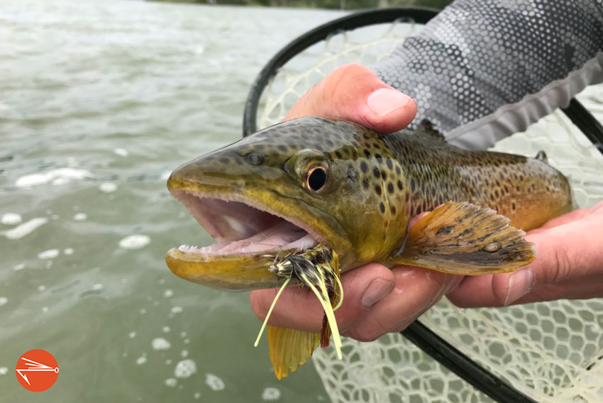 Can i use this leader and tippet for brown trout? : r/flyfishing