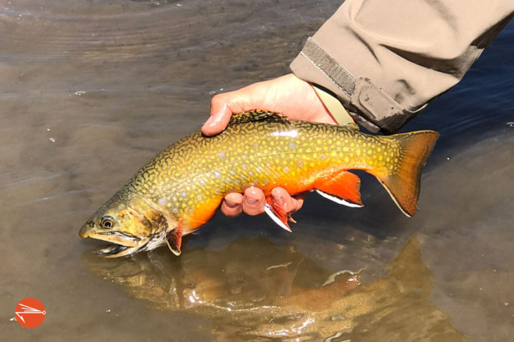 7 Best Places To Catch Brook Trout In Colorado | Fly Fishing Fix